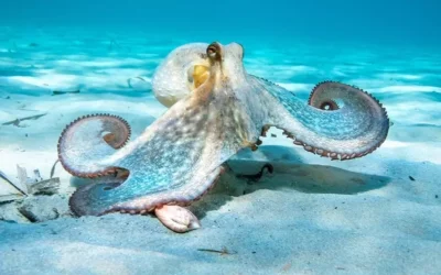 Don’t underestimate octopuses!